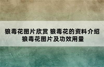 狼毒花图片欣赏 狼毒花的资料介绍 狼毒花图片及功效用量